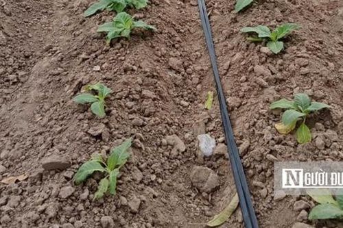 Mùa thuốc lá thất bại, nông dân lao đao