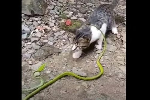 CLIP: Cuộc đối đầu căng thẳng giữa mèo con và rắn độc