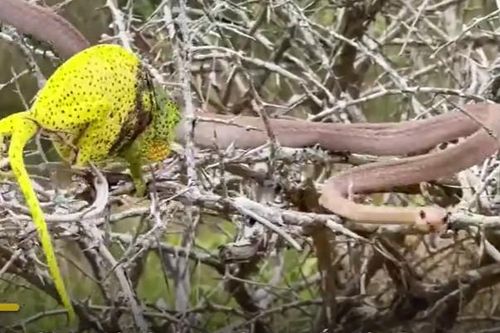 CLIP: Cuộc chiến sinh tử giữa tắc kè hoa và rắn boomslang, cái kết đầy bi kịch