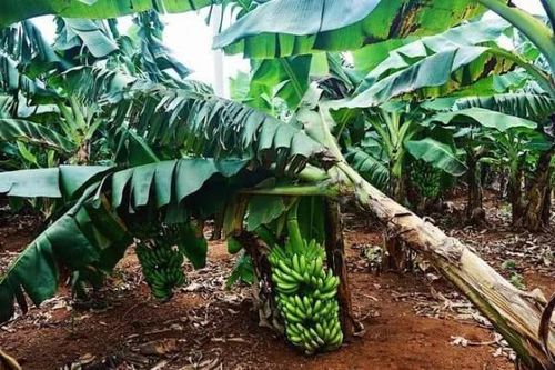 Tại sao phải chặt bỏ cây chuối sau khi thu hoạch quả?
