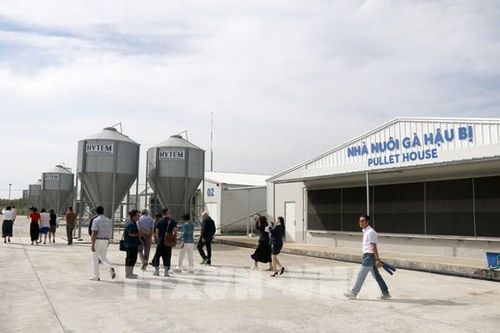 Bình Thuận đưa dự án nuôi gà công nghệ cao lớn nhất vào hoạt động