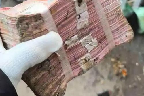 Cặp đôi vứt gần 800 triệu vào thùng rác, 7 người nỗ lực tìm kiếm