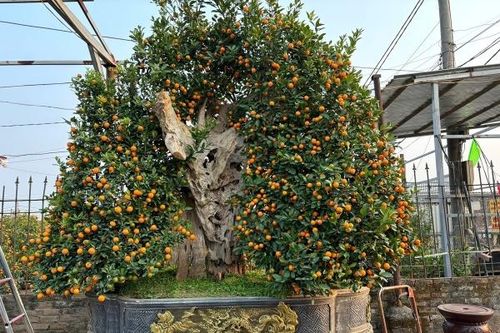 Quất cảnh 'khủng' xuống phố, giá trăm triệu vẫn 'cháy hàng'