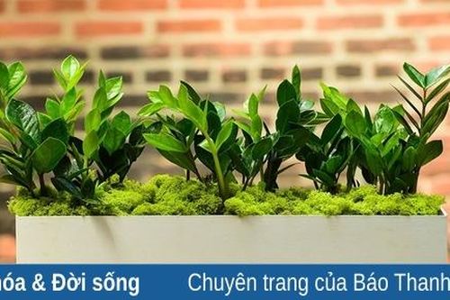 Ngược chiều tâm linh: Biết độc vẫn mua