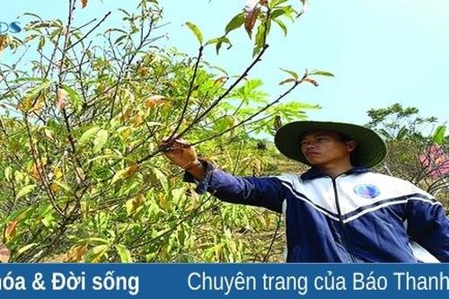 Cây 'xóa đói giảm nghèo' ở bản Mông