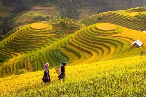 Hoạch định chính sách để thúc đẩy hệ thống nông nghiệp sinh thái tuần hoàn