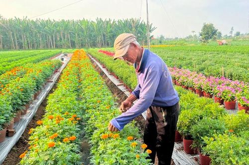 Nông dân tất bật vụ Tết