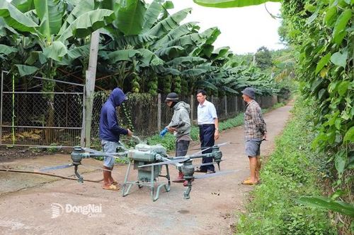 Năm 2025, cơ hội và thách thức cho xuất khẩu chuối
