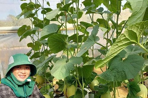 Nông dân Ia Nhin kỳ vọng vào vụ dưa lưới dịp Tết