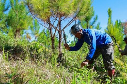 Bước tiến đáng ghi nhận trong công tác quản lý, bảo vệ và phát triển rừng