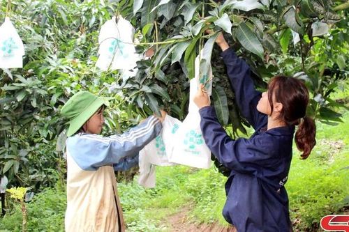 Phát triển vùng nguyên liệu gắn với liên kết tiêu thụ sản phẩm