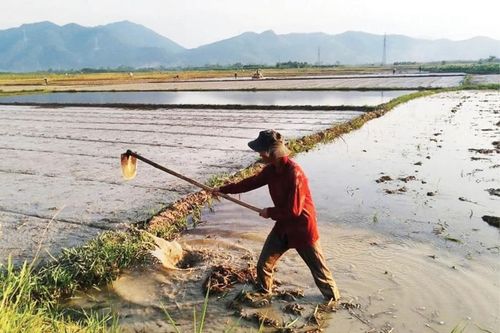 Để vụ đông xuân thắng lợi