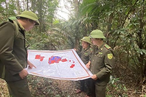 Hà Tĩnh: Tập trung triển khai các phương án bảo vệ rừng trước, trong và sau Tết