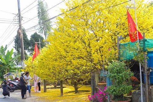 Thị trường mai Tết Ất Tỵ có nguy cơ giá tăng cao
