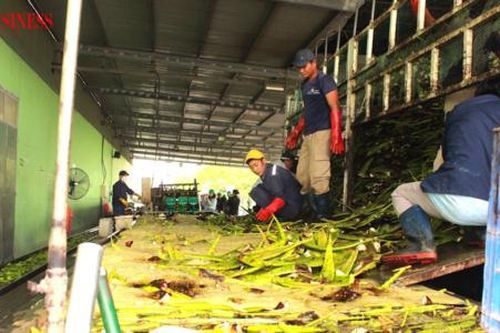 Chờ những cú hích để hàng Việt xuất khẩu vượt 'cửa ải' ESG