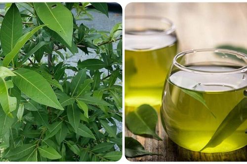 Lá vối có tác dụng thế nào?