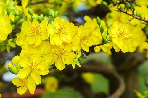 Ý nghĩa phong thủy của việc trưng hoa mai ngày Tết mang lại tài lộc