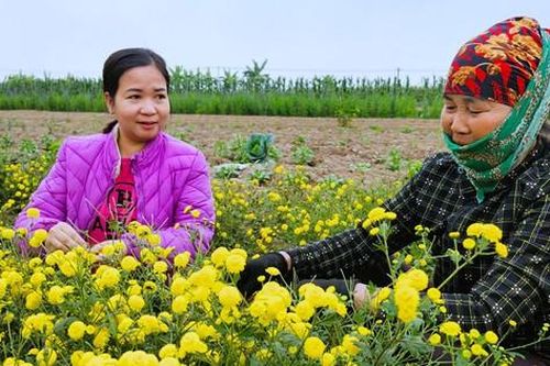 Hải Phòng tìm hướng phát triển nguồn dược liệu hoa cúc chi