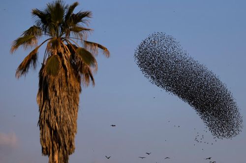 Ảnh 'dị' của Reuters