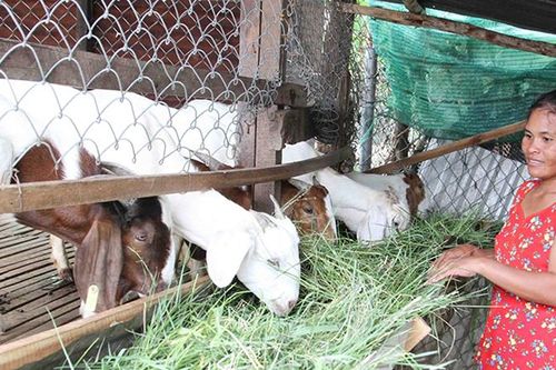 Phát triển vùng đồng bào dân tộc thiểu số và miền núi