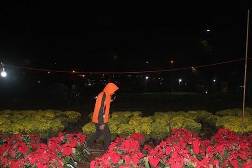 Trắng đêm 'đội' mưa rét, chong đèn canh hoa Tết