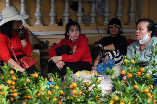 Đào, quất Tết bị chê kém sắc, một mặt hàng 'khá lạ' bỗng đắt khách