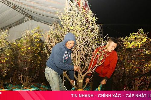 Tiểu thương 'thức' cùng cây cảnh trong đêm lạnh cuối năm