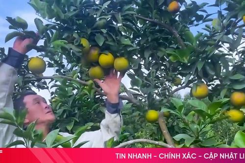 Cam giòn Thượng Lộc kỳ vọng'xuất ngoại'