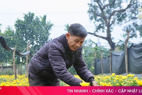 Những vườn hoa rực rỡ chờ xuân