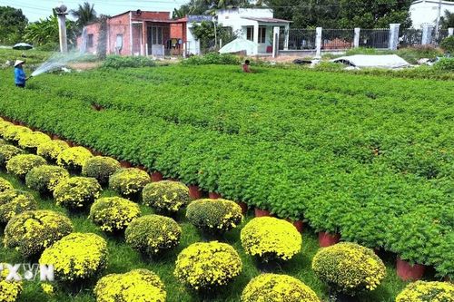 Làng trồng hoa Tây Ninh rộn ràng vào vụ Tết
