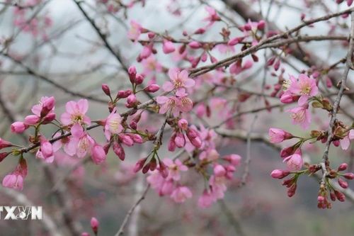 Kon Tum: Hoa mai anh đào 'nhuộm hồng' thị trấn Măng Đen
