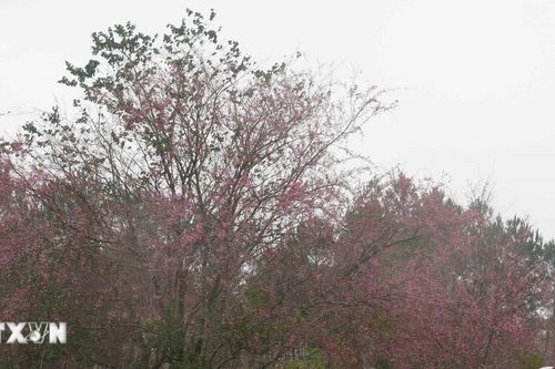 Kon Tum: Hoa mai anh đào nở rộ ở thị trấn Măng Đen, thu hút nhiều du khách