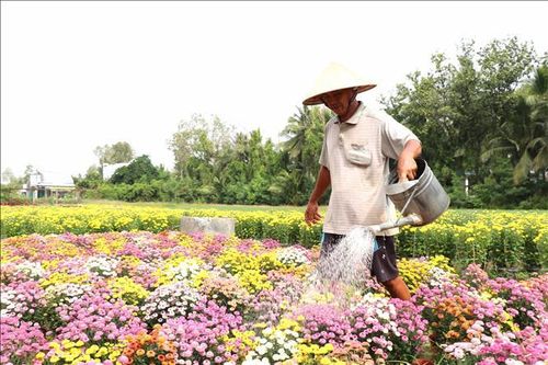 Làng hoa tất bật chuẩn bị cho cao điểm thu hoạch vụ Tết