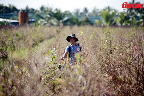 TP Hồ Chí Minh: 'Thủ phủ' mai vàng Bình Lợi tất bật những ngày cận Tết
