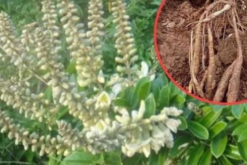 Cây dại chỉ dùng làm củi, ai biết đào lấy rễ như vớ được 'vàng', giá gần nửa triệu/kg
