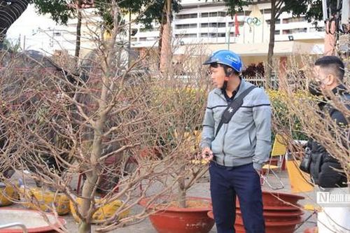 Hoa mai Tết khan hiếm, thương lái 'đỏ mắt' tìm hàng