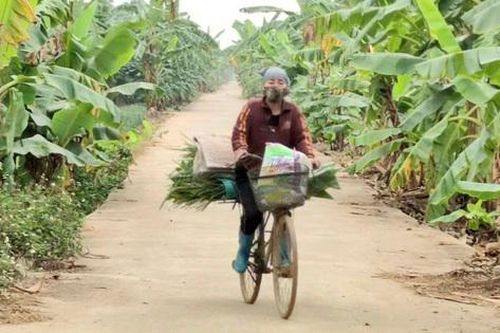 'Thủ phủ' chuối ở Hưng Yên đìu hiu ngày cận Tết