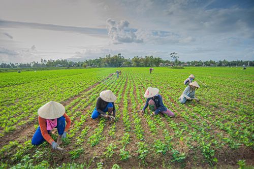 Mùa lạc
