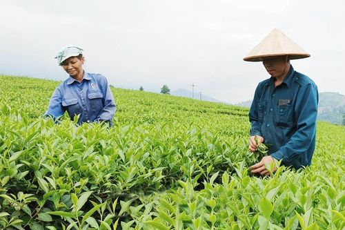 Bảo Thắng phát triển bền vững ngành chè