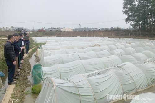 Tập trung chỉ đạo gieo cấy đúng khung lịch thời vụ, phòng chống hạn