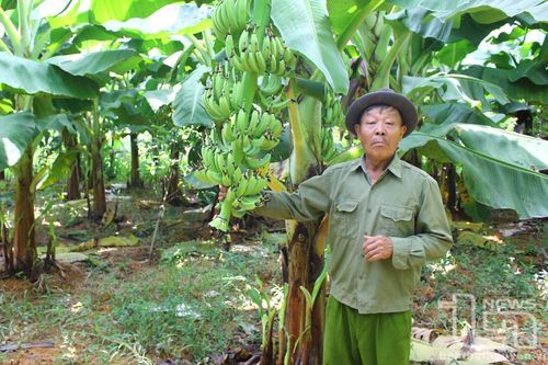 Cựu chiến binh Đồng Hỷ trên mặt trận kinh tế