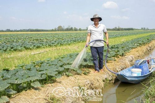 Chăm chút vụ màu xuống ruộng