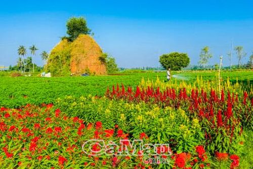 Xuân về làng hoa