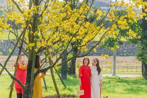 Rực rỡ Hoàng Mai Cung đình Huế
