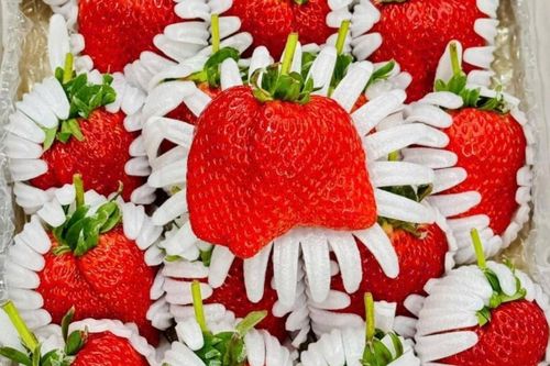 Dâu tây 'công chúa' gần 7 triệu đồng/kg vẫn 'cháy' hàng