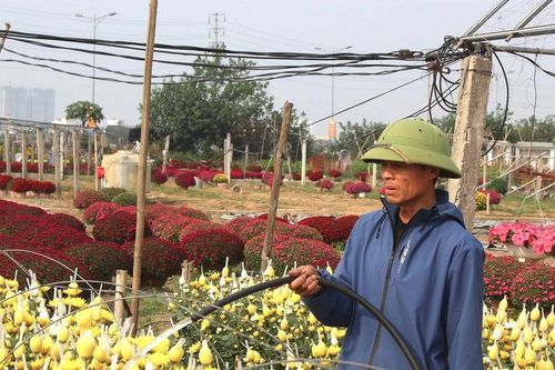 Làng hoa lớn nhất Thái Bình nhộn nhịp ngày giáp Tết