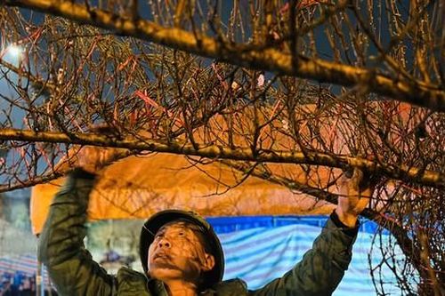 Đốt lửa sưởi ấm, thay nhau trông đào, quất giữa đêm lạnh buốt