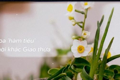 Ép hoa thủy tiên nở đúng đêm Giao thừa