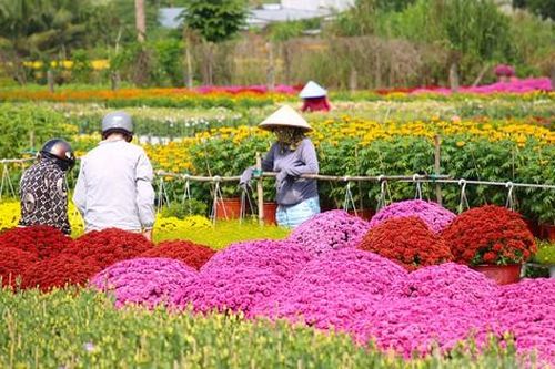 Làng hoa trăm tuổi ở Cần Thơ đẹp rực rỡ dịp cận Tết
