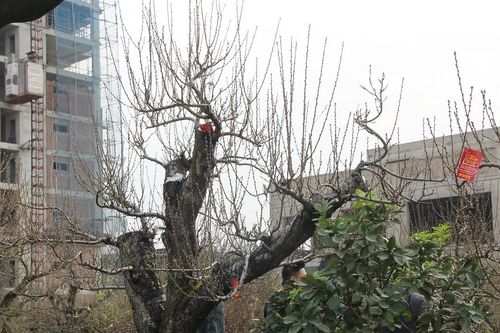 'Hét' giá gốc đào cổ thụ trăm tuổi 300 triệu, cho thuê giá 150 triệu